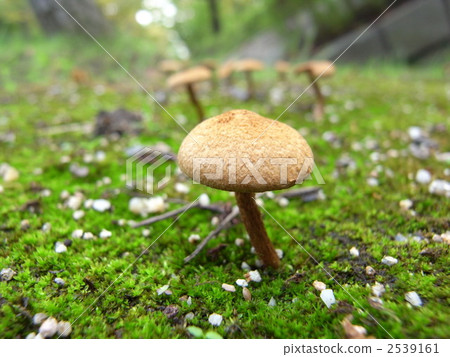 types of hypha, mushroom, mushrooms 2539161