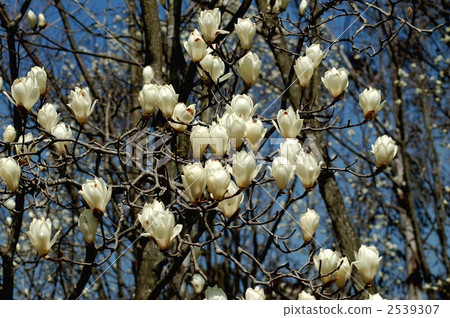 Haku Mokren Haku Mokren 2539307