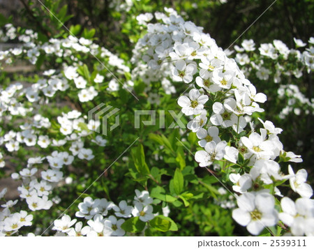 浙繡線菊 繡線菊類 寶寶的呼吸 2539311
