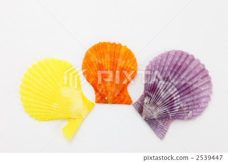 Glib shell Glib shell 2539447