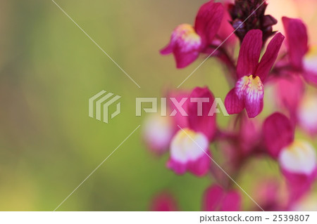 春天的溫暖 2539807