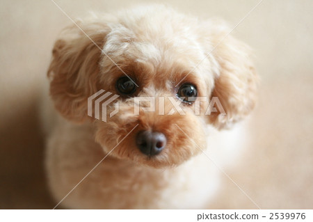 A dog appealing in an unbelievable pupil A dog appealing in an unbelievable pupil 2539976