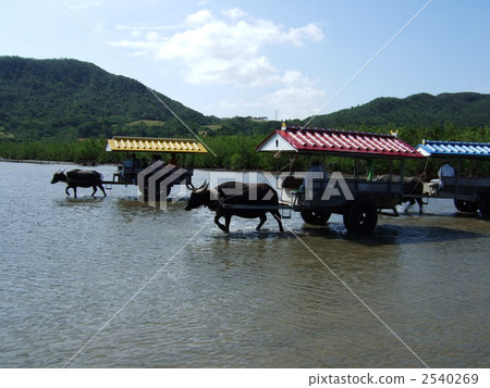 牛車 水牛車 淺灘 2540269