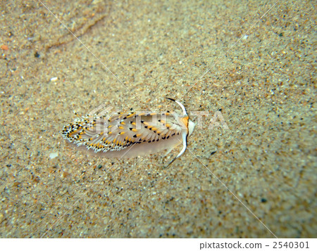 kasumi mino sea slug, opalescent sea slug, sea slug 2540301