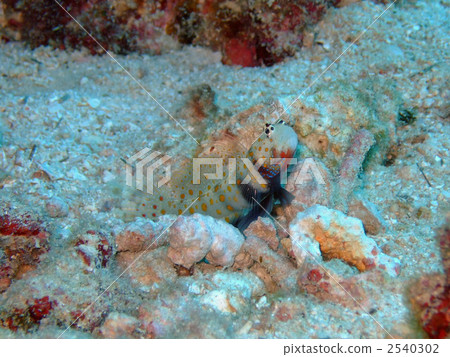 spotted prawn-goby, scuba diving, scuba dive 2540302