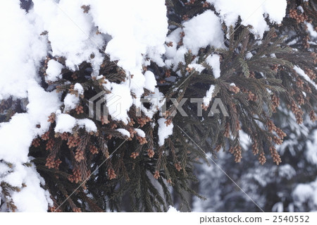 Snowy cedar tree Snowy cedar tree 2540552