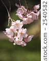 weeping cherry, weeping cherry tree, botanic 2540582