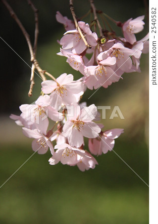 垂枝櫻花 植物 植物學 2540582