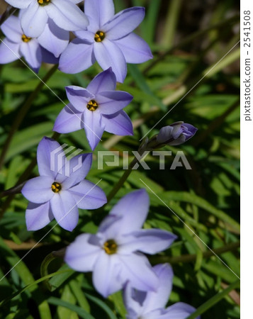 Flowers Flowers 2541508