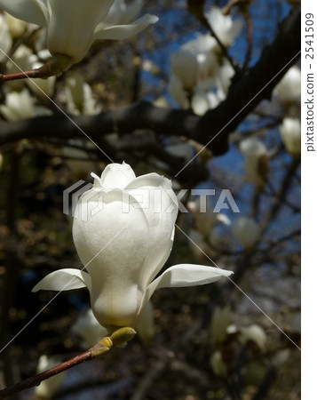 Magnolia Magnolia 2541509
