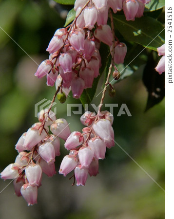 Akebono Abebi 2541516