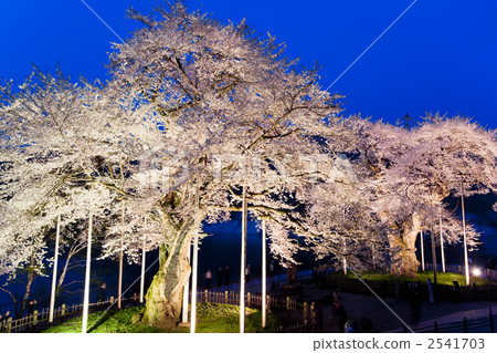 [Gifu Prefecture] Illumination of Shokawa cherry blossoms in the dusk 2541703