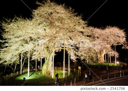 Sho River Sakura ~ Light Up ~ 2541706