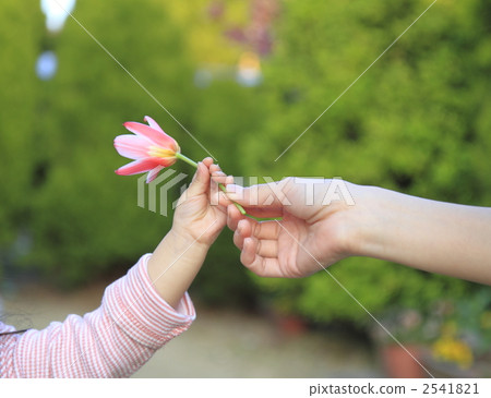 tulip, tulipa, bloom 2541821