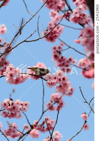 陽光櫻花樹和中世紀 2541960