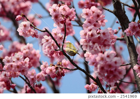 Sunlight cherry tree and mezzo 2541969