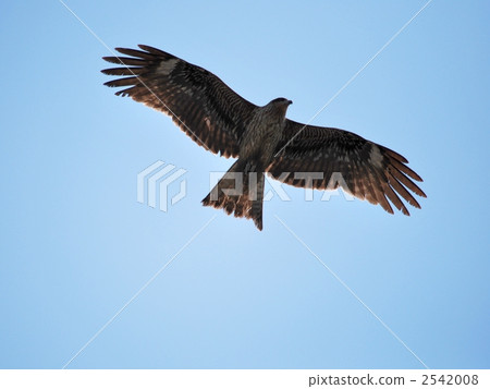 風箏的天空 2542008