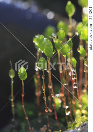 孢子 苔蘚 秸稈 2542014