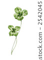 三葉草1 2542045