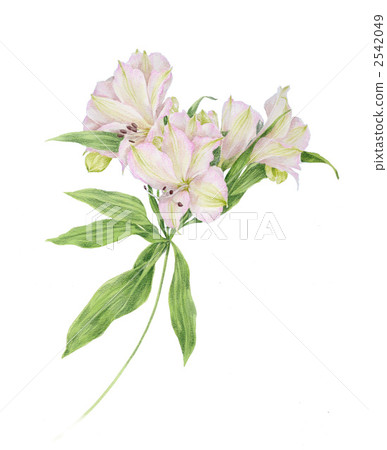 六出花 六出花 2542049