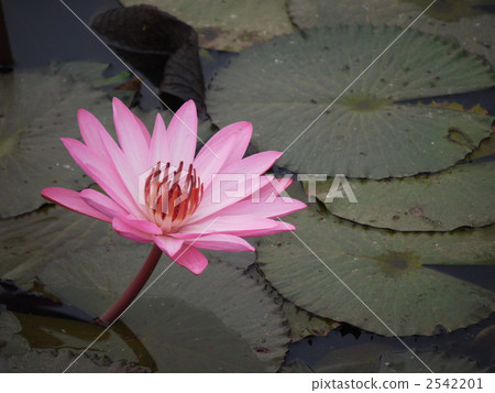 荷花池 2542201