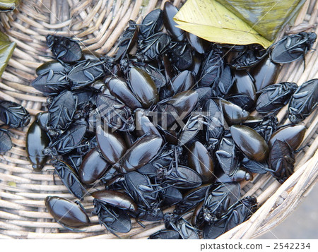 Edible insects (Siem Reap / Cambodia) Edible insects (Siem Reap / Cambodia) 2542234