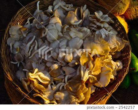 Mushroom dressing (Siem Reap / Cambodia) 2542257