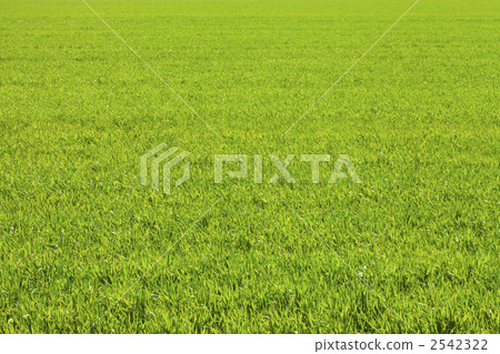 小麥 原野 田地 2542322