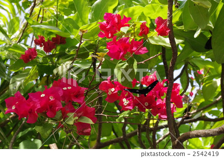 九重葛和一隻蝴蝶 2542419