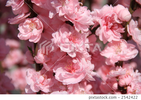 Peach blossoms Peach blossoms 2542422