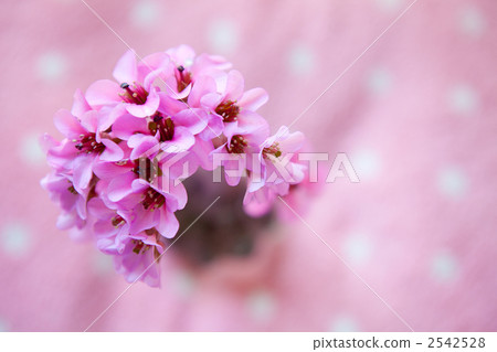 Himalaya Yukinoshita Himalaya Yukinoshita 2542528