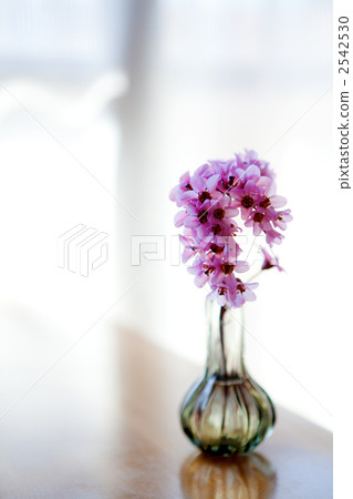 Himalaya Yukinoshita Himalaya Yukinoshita 2542530