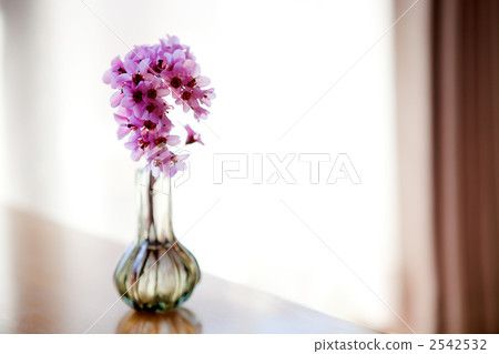 Himalaya Yukinoshita Himalaya Yukinoshita 2542532