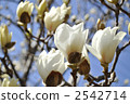 magnolia, white magnolia, magnolias 2542714