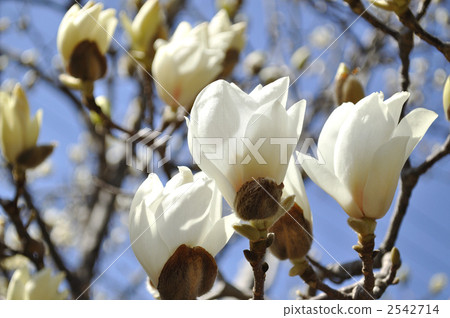 magnolia, white magnolia, magnolias 2542714