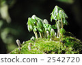 syneilesis palmata, sprout, moss ball 2542720