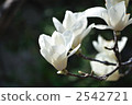 magnolia, white magnolia, lifting 2542721