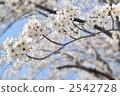 yoshino cherry tree, cherry blossom, cherry tree 2542728