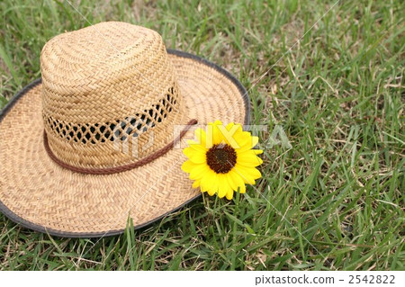 Sunflower and Straw Hat Sunflower and Straw Hat 2542822