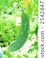 苦瓜 2542847