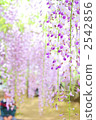 紫藤 2542856