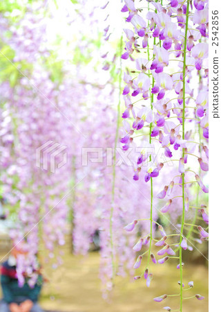 紫藤 2542856