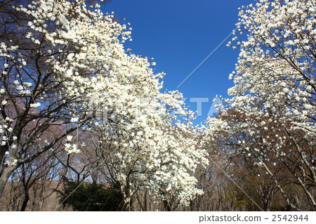 Hakkumen盛開 Hakkumen盛開 2542944