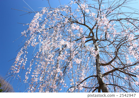 啜泣的櫻花在藍天下 啜泣的櫻花在藍天下 2542947