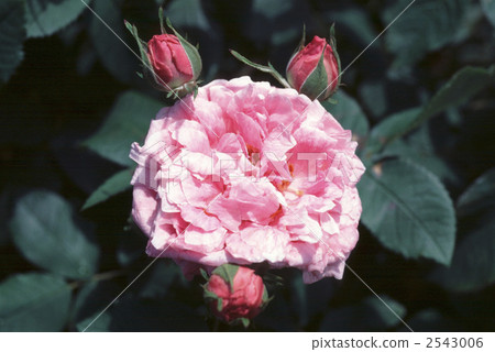 61813 rose old rose 61813 rose old rose 2543006
