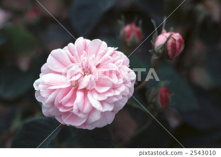 61821 rose old rose 61821 rose old rose 2543010