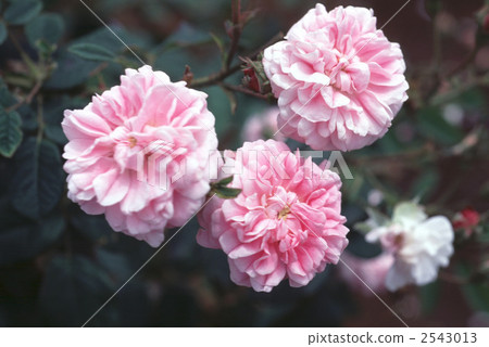 61825 rose old rose 61825 rose old rose 2543013