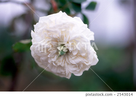 61827玫瑰金玫瑰 2543014