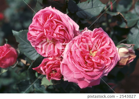 61853 rose old rose 2543027