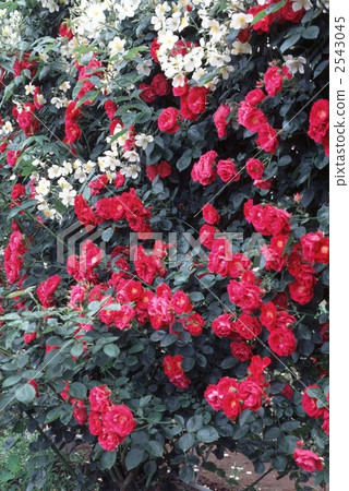 61889玫瑰金玫瑰 2543045